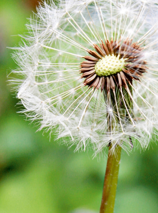 Pusteblume - CALVENDO Foto-Puzzle - calvendoverlag 29.99