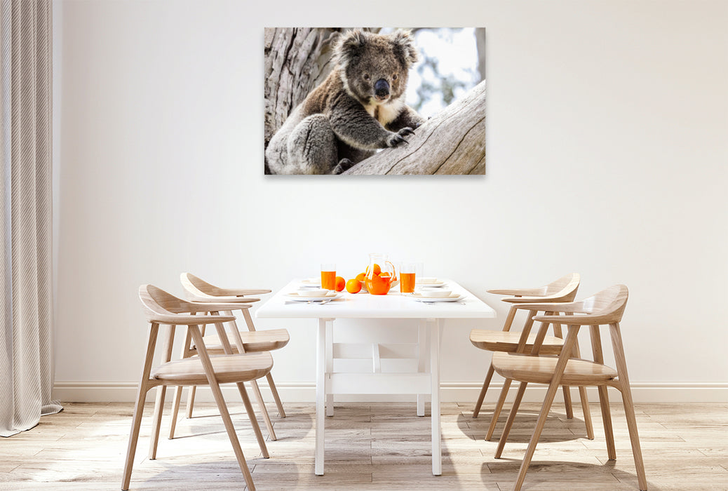 Premium Textil-Leinwand Premium Textil-Leinwand 120 cm x 80 cm quer Koala  im Eukalyptusbaum