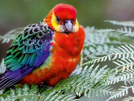 Western Rosella - CALVENDO Foto-Puzzle - calvendoverlag 29.99