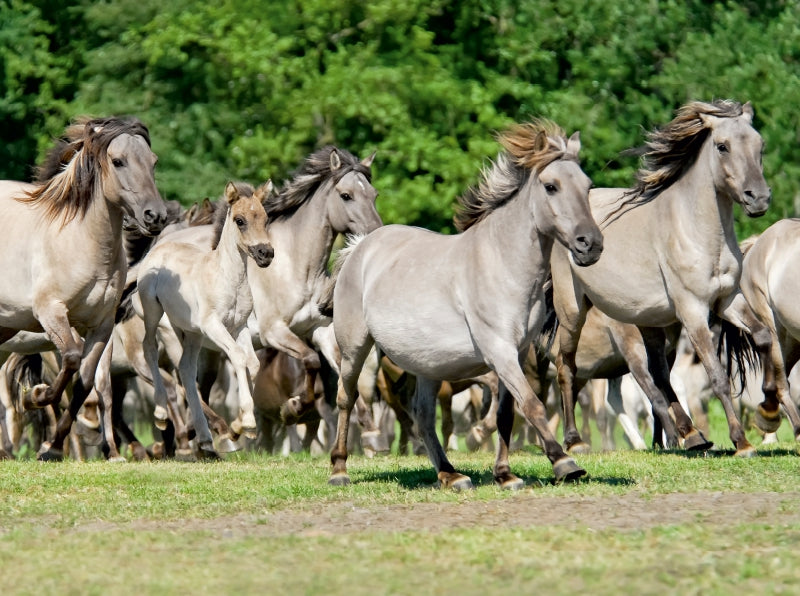 Galoppierende Herde Dülmener Wildpferde - CALVENDO Foto-Puzzle - calvendoverlag 43.99