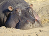Flusspferde – Sonnenbad - CALVENDO Foto-Puzzle - calvendoverlag 29.99