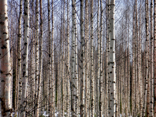 Finnland Birkenwald - CALVENDO Foto-Puzzle - calvendoverlag 29.99