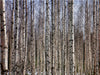 Finnland Birkenwald - CALVENDO Foto-Puzzle - calvendoverlag 29.99