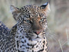 Leoparden – Augen-Blick - CALVENDO Foto-Puzzle - calvendoverlag 29.99