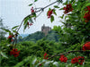 Die Ruine des Schlosses Fleckenstein. - CALVENDO Foto-Puzzle - calvendoverlag 29.99