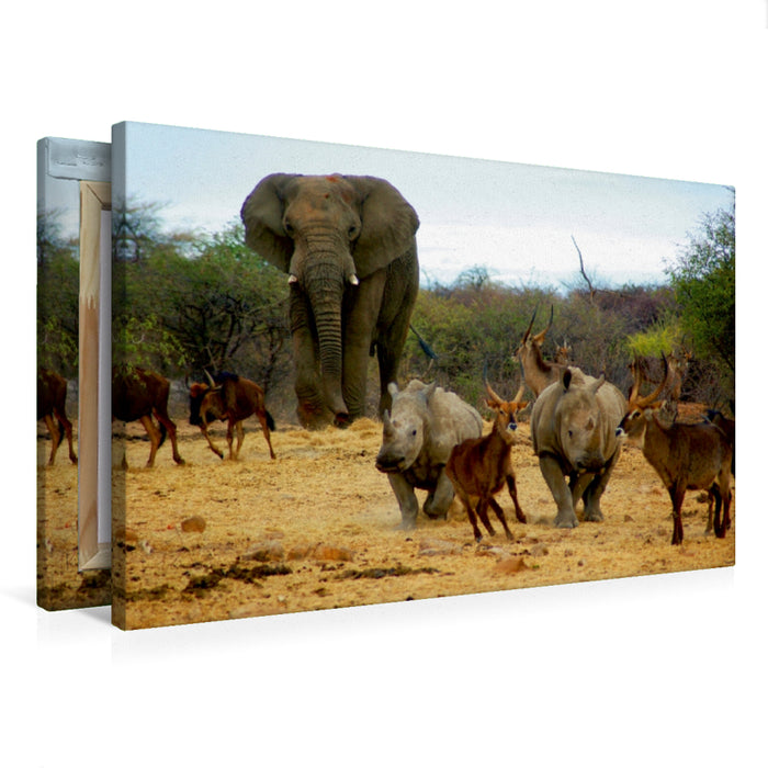 Premium Textil-Leinwand Premium Textil-Leinwand 75 cm x 50 cm quer Elefant und andere afrikanische Tiere
