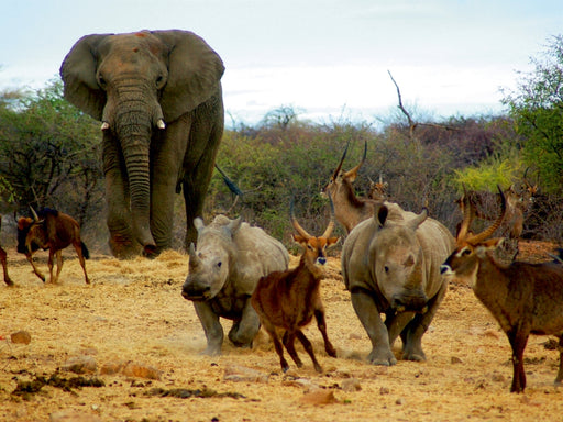 Elefant und andere afrikanische Tiere - CALVENDO Foto-Puzzle - calvendoverlag 29.99