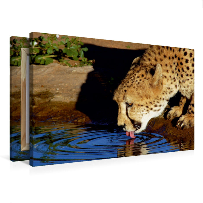 Premium Textil-Leinwand Premium Textil-Leinwand 75 cm x 50 cm quer Gepard