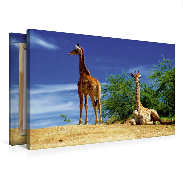 Premium Textil-Leinwand Premium Textil-Leinwand 75 cm x 50 cm quer Giraffen