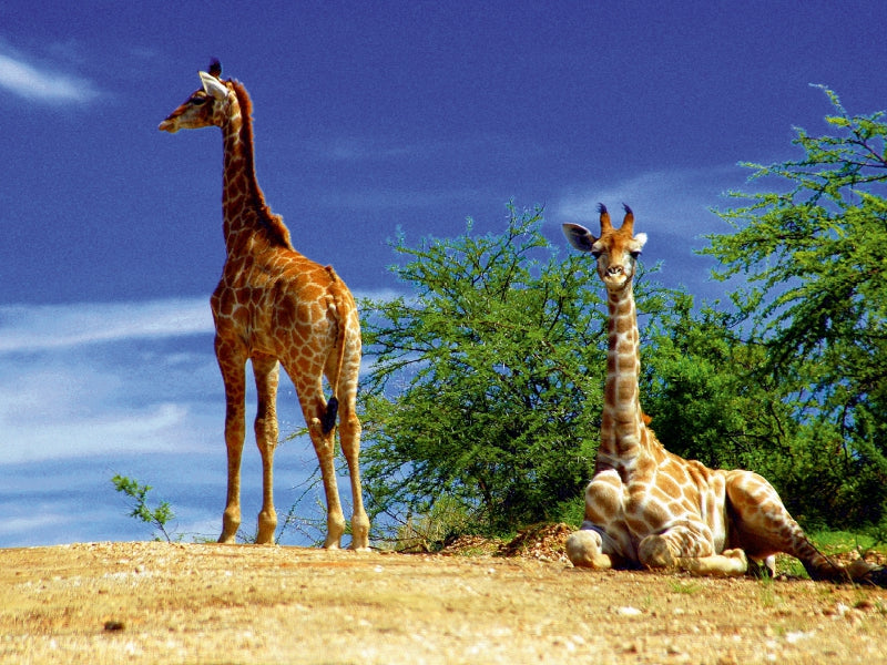 Giraffen - CALVENDO Foto-Puzzle - calvendoverlag 29.99
