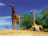Giraffen - CALVENDO Foto-Puzzle - calvendoverlag 29.99