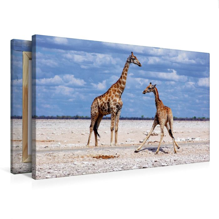 Premium Textil-Leinwand Premium Textil-Leinwand 75 cm x 50 cm quer Etosha Giraffen