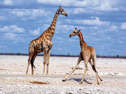 Etosha Giraffen - CALVENDO Foto-Puzzle - calvendoverlag 29.99