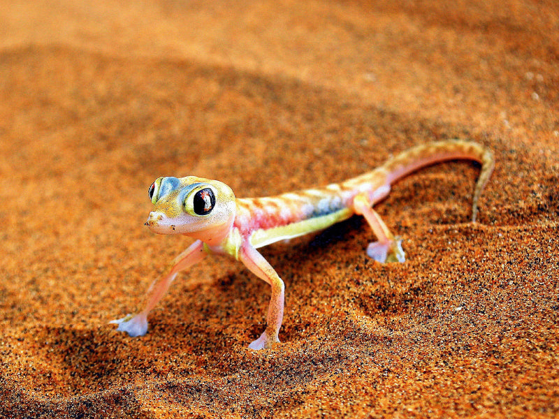 Gecko - CALVENDO Foto-Puzzle - calvendoverlag 29.99