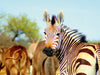 Zebra - CALVENDO Foto-Puzzle - calvendoverlag 29.99