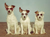 Drei Terrierhippies - CALVENDO Foto-Puzzle - calvendoverlag 29.99