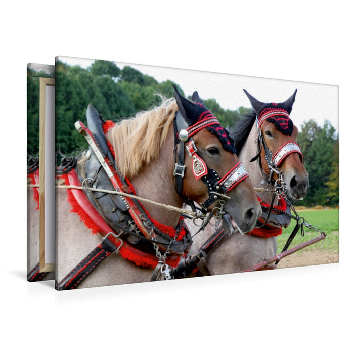 Premium Textil-Leinwand Premium Textil-Leinwand 120 cm x 80 cm quer Vlaams Paards