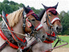 Vlaams Paards - CALVENDO Foto-Puzzle - calvendoverlag 29.99