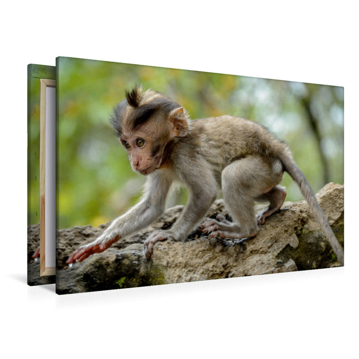 Toile textile premium Toile textile premium 120 cm x 80 cm paysage macaque 