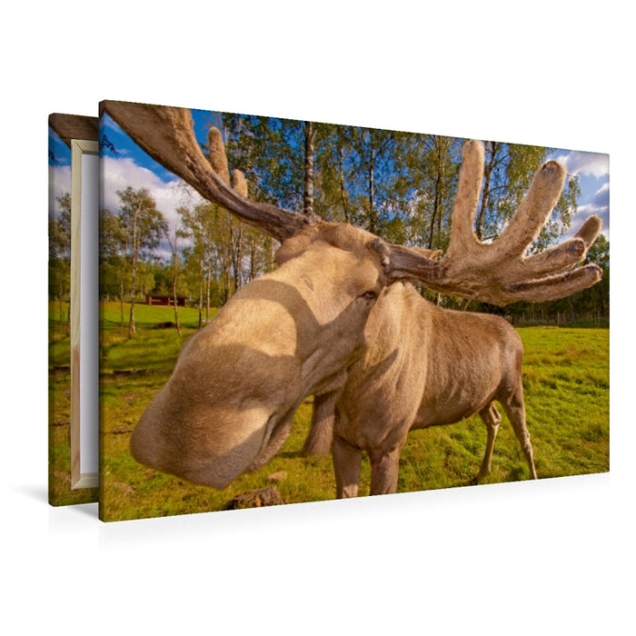 Toile textile haut de gamme Toile textile haut de gamme 120 cm x 80 cm paysage Longing Suède - Le roi de la forêt : d'énormes pelles et un nez de moufle unique 