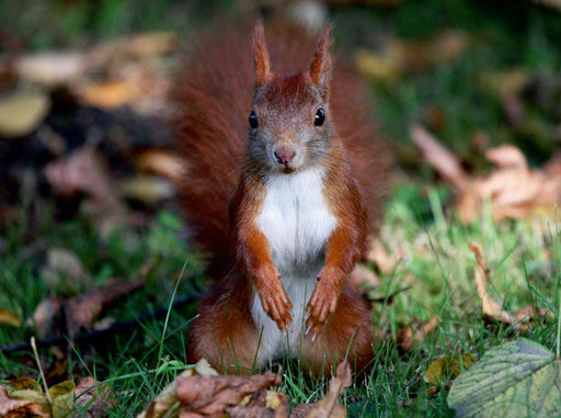 Possierliches Eichhörnchen - CALVENDO Foto-Puzzle - calvendoverlag 39.99