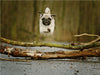 Sportlicher Mops - CALVENDO Foto-Puzzle - calvendoverlag 29.99