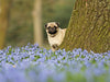 Mops mit Frühlingsblümchen - CALVENDO Foto-Puzzle - calvendoverlag 29.99