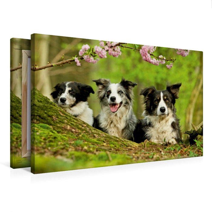 Premium Textil-Leinwand Premium Textil-Leinwand 75 cm x 50 cm quer Bordercollie Familie