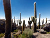 Isla Incahuasi im Salar de Uyuni, 3.653 m ü. N., Bolivien - CALVENDO Foto-Puzzle - calvendoverlag 29.99