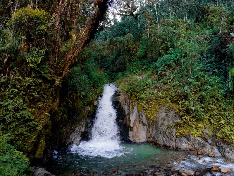 Regenwald bei Aguas Calientes, Peru - CALVENDO Foto-Puzzle - calvendoverlag 29.99