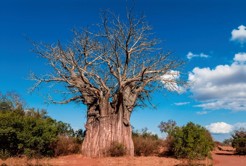 Premium Textil-Leinwand Premium Textil-Leinwand 120 cm x 80 cm quer Riesiger Baobab, der südlichste Affenbrotbaum Afrikas, Kruger National Park