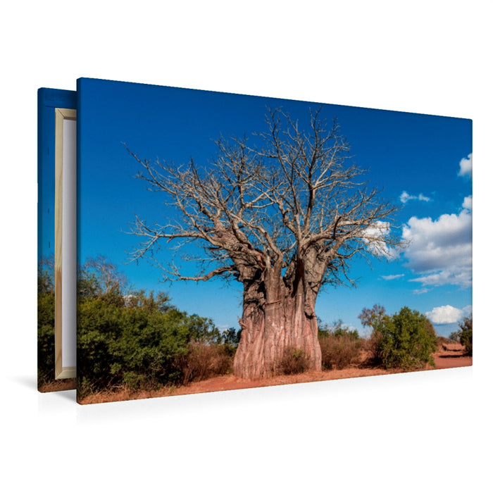 Toile textile haut de gamme Toile textile haut de gamme 120 cm x 80 cm de diamètre Baobab géant, le baobab le plus méridional d'Afrique, Parc national Kruger 