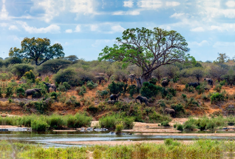 Premium Textil-Leinwand Premium Textil-Leinwand 120 cm x 80 cm quer Flusslandschaft mit Elefantenherde bei Skukuza, Kruger National Park