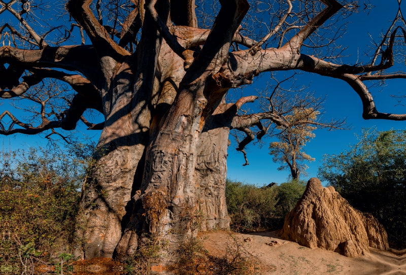 Toile textile premium Toile textile premium 120 cm x 80 cm de diamètre Baobab géant dans les Pans de Makgadikgadi 