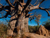 Riesiger Baobab in den Makgadikgadi Pans - CALVENDO Foto-Puzzle - calvendoverlag 29.99