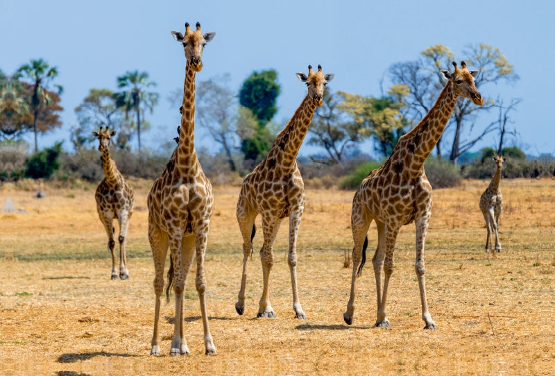 Toile textile premium Toile textile premium 120 cm x 80 cm paysage Girafes dans la réserve animalière de Moremi 