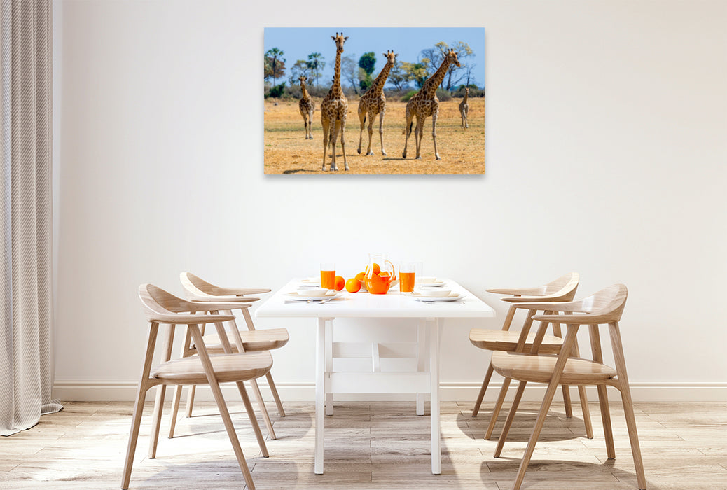 Toile textile premium Toile textile premium 120 cm x 80 cm paysage Girafes dans la réserve animalière de Moremi 