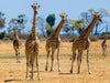 Giraffen im Moremi Game Reserve - CALVENDO Foto-Puzzle - calvendoverlag 29.99