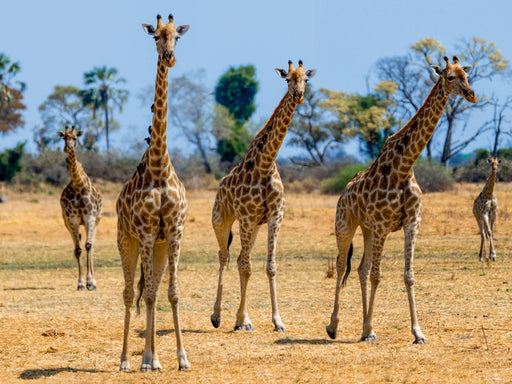 Giraffen im Moremi Game Reserve - CALVENDO Foto-Puzzle - calvendoverlag 29.99