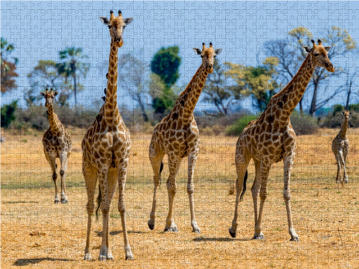 Giraffen im Moremi Game Reserve - CALVENDO Foto-Puzzle - calvendoverlag 29.99