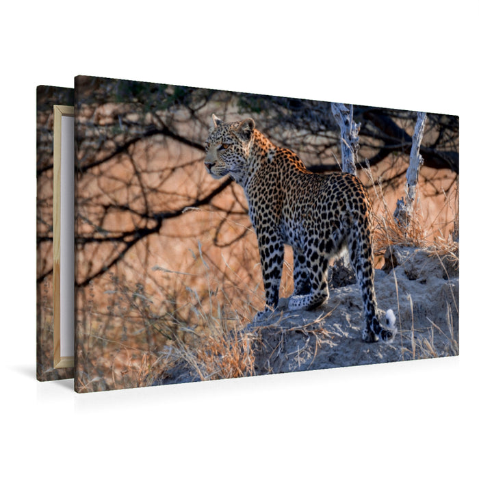 Premium Textil-Leinwand Premium Textil-Leinwand 120 cm x 80 cm quer Junge Leopardin am frühen Morgen, Moremi Game Reserve