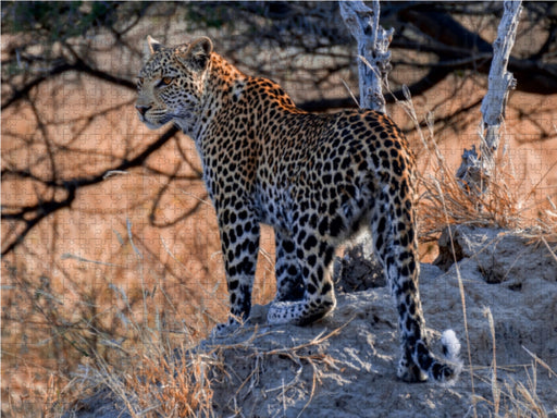 Junge Leopardin am frühen Morgen, Moremi Game Reserve - CALVENDO Foto-Puzzle - calvendoverlag 29.99