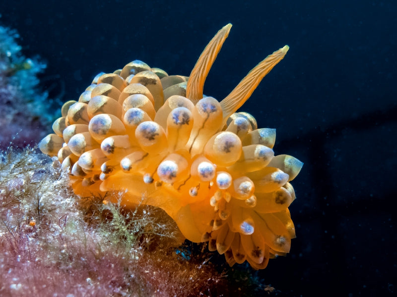 Nacktschnecke im Mittelmeer - CALVENDO Foto-Puzzle - calvendoverlag 29.99