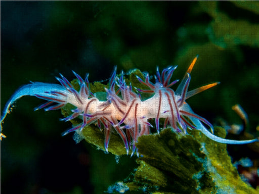 Nacktschnecke im Mittelmeer - CALVENDO Foto-Puzzle - calvendoverlag 29.99