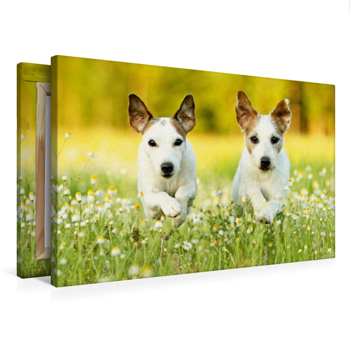 Premium Textil-Leinwand Premium Textil-Leinwand 75 cm x 50 cm quer Parson Russell Terrier