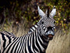 Zebra, Botswana - CALVENDO Foto-Puzzle - calvendoverlag 29.99