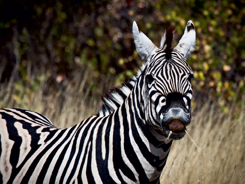 Zebra, Botswana - CALVENDO Foto-Puzzle - calvendoverlag 29.99