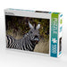 Zebra, Botswana - CALVENDO Foto-Puzzle - calvendoverlag 29.99