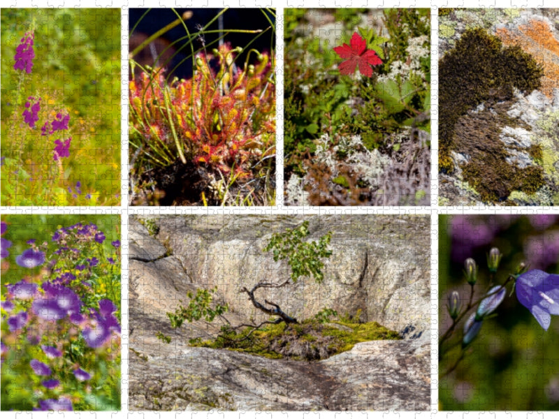 Sehnsucht Norwegen - Abwechslungsreiche Flora in allen Landschaften - CALVENDO Foto-Puzzle - calvendoverlag 29.99