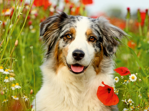 Australian Shepherd - CALVENDO Foto-Puzzle - calvendoverlag 29.99